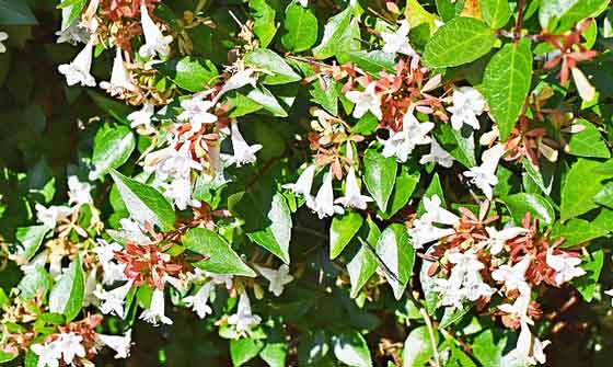 アベリアの植え付けは３ ６月です 季節の花 花木 イパネマおやじ ハーブとバラ 育てる楽しさは１株から心と風景が豊かになる夢の時間