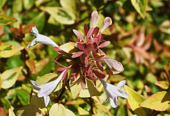 アベリアの開花期は５～１０月です