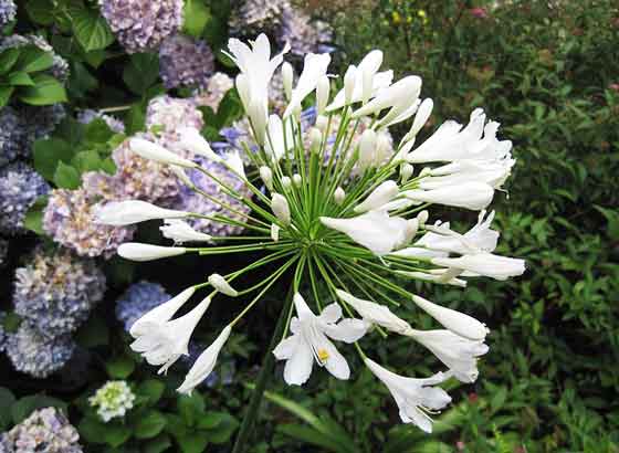 アガパンサスは夏の花