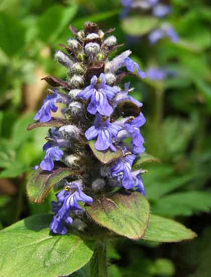 アジュガの植え付け期は３ ５月 季節の花 多年草 イパネマおやじ ハーブとバラ 育てる楽しさは１株から心と風景が豊かになる夢の時間