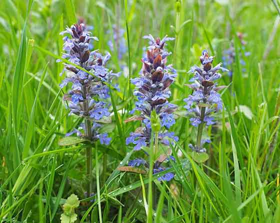 アジュガの植え付け期は３ ５月 季節の花 多年草 イパネマおやじ ハーブとバラ 育てる楽しさは１株から心と風景が豊かになる夢の時間