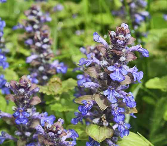 アジュガの植え付け期は３ ５月 季節の花 多年草 イパネマおやじ ハーブとバラ 育てる楽しさは１株から心と風景が豊かになる夢の時間