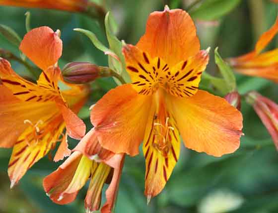 アルストロメリア 季節の花 春に咲く球根植物 イパネマおやじ イパネマおやじ ハーブとバラ 育てる楽しさは１株から心と風景が豊かになる夢の時間