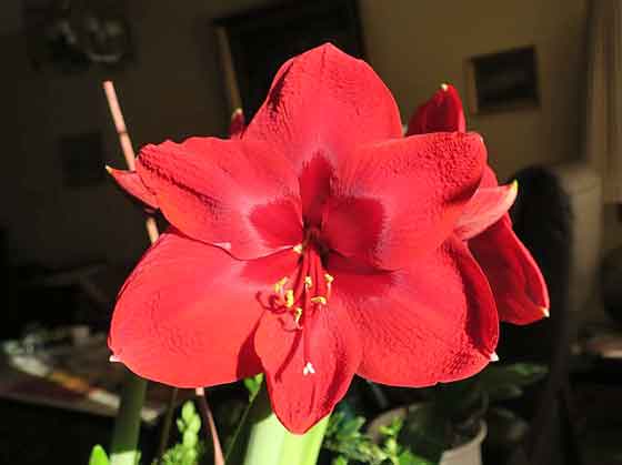 アマリリスは草丈40~80cm