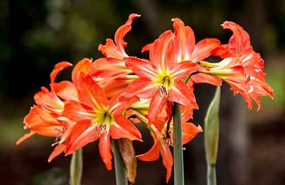 アマリリスの植え付けは３月中旬 ４月です 季節の花 球根植物 イパネマおやじ ハーブとバラ 育てる楽しさは１株から心と風景が豊かになる夢の時間