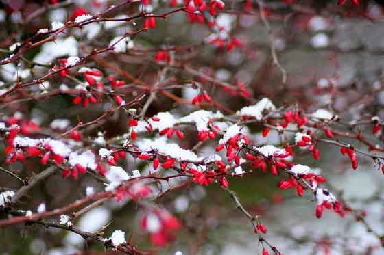 メギは４～５月が開花期