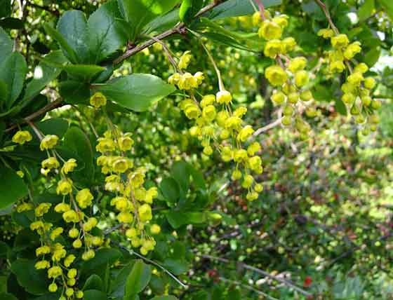 メギの植え付け適期は３月から４月 季節の花 結実と紅葉が美しい イパネマおやじ ハーブとバラ 育てる楽しさは１株から心と風景が豊かになる夢の時間