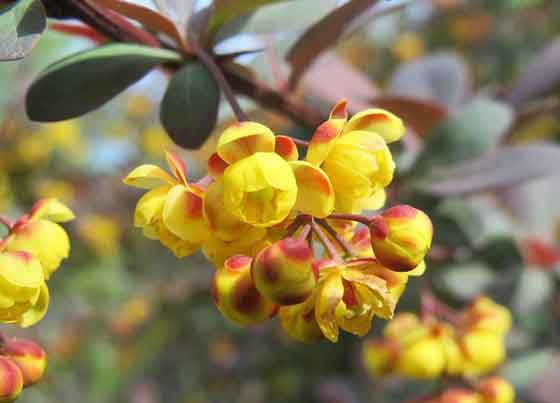 メギの植え付け適期は３月から４月 季節の花 結実と紅葉が美しい イパネマおやじ ハーブとバラ 育てる楽しさは１株から心と風景が豊かになる夢の時間