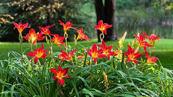 ヘメロカリスは３月から植え付けの適期 季節の花 夏に咲く花 イパネマおやじ ハーブとバラ 育てる楽しさは１株から心と風景が豊かになる夢の時間