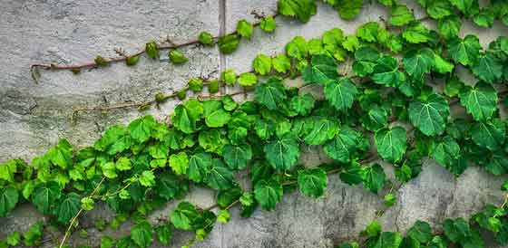 ヘデラは葉が美しい 観葉植物 一年中鑑賞できる イパネマおやじ ハーブとバラ 育てる楽しさは１株から心と風景が豊かになる夢の時間