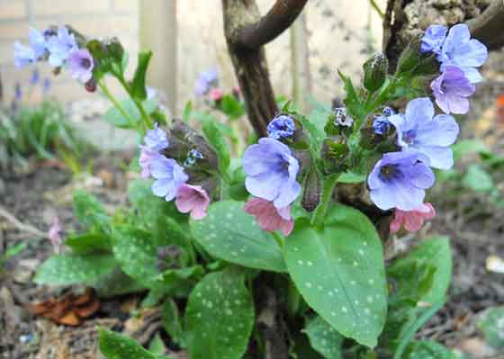 プルモナリアは多年草