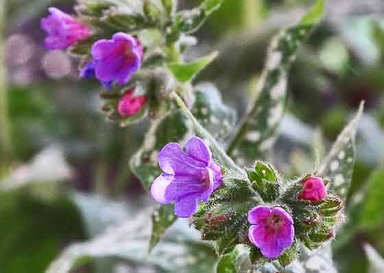 プルモナリアは初春に開花する