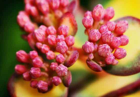 ミセバヤは観葉植物です