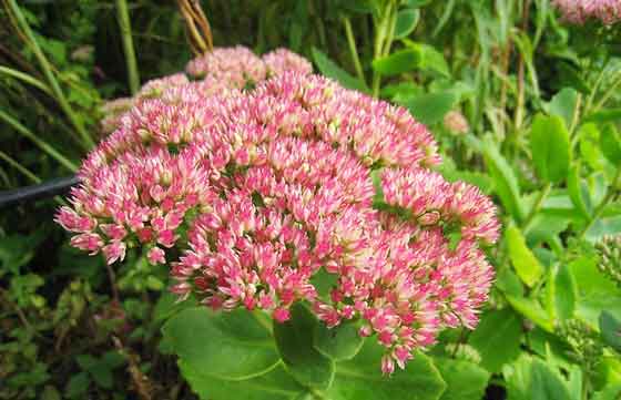 ミセバヤは秋に開花する