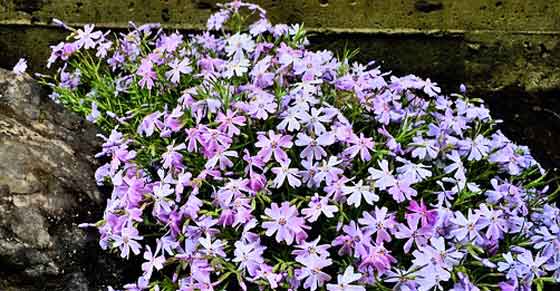 フロックスの植え付け適期は３月から 季節の花 春から秋まで開花する イパネマおやじ ハーブとバラ 育てる楽しさは１株から心と風景が豊かになる夢の時間