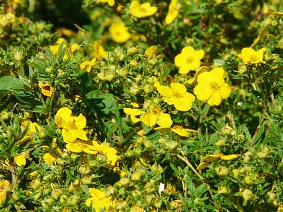 ポテンティラは春から秋まで開花する