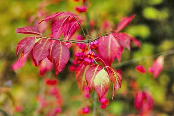 マユミは紅葉が美しい樹木