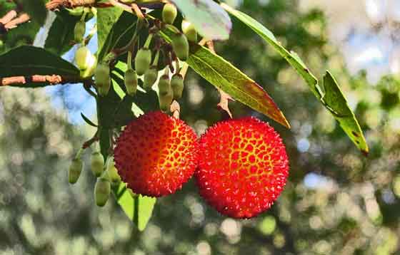 イチゴノキは１１～１２月開花期