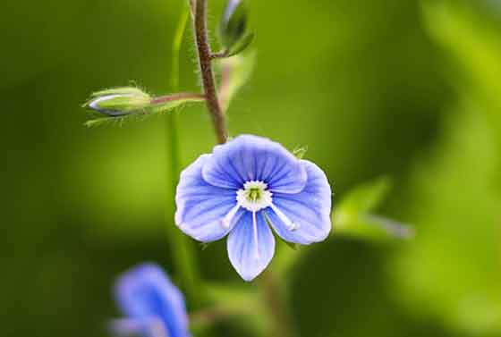 ヴェロニカは開花期が長い