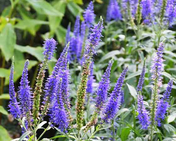 ヴェロニカは大半が多年草