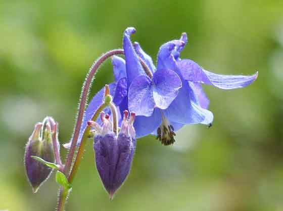 オダマキはキンポウゲ科の花です