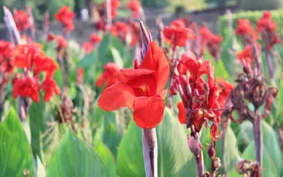 カンナの植え付け期は４月中旬 ５月 季節の花 盛夏にも咲く花 イパネマおやじ ハーブとバラ 育てる楽しさは１株から心と風景が豊かになる夢の時間