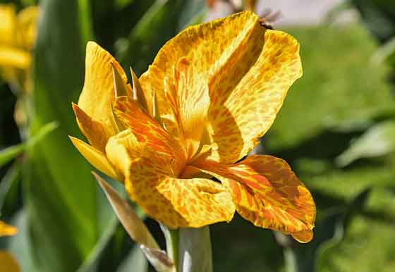 カンナの植え付け期は４月中旬 ５月 季節の花 盛夏にも咲く花 イパネマおやじ ハーブとバラ 育てる楽しさは１株から心と風景が豊かになる夢の時間