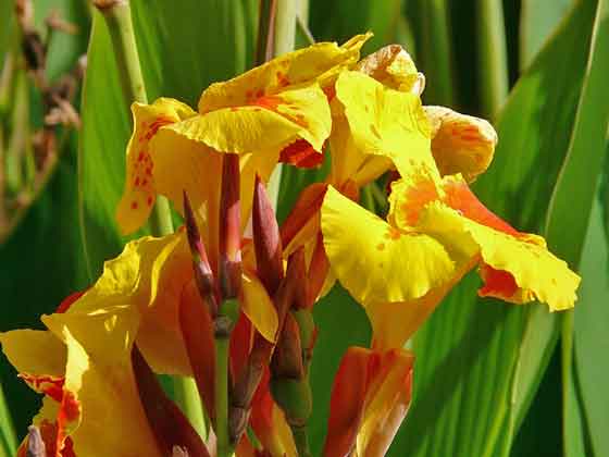 カンナの植え付け期は４月中旬 ５月 季節の花 盛夏にも咲く花 イパネマおやじ ハーブとバラ 育てる楽しさは１株から心と風景が豊かになる夢の時間