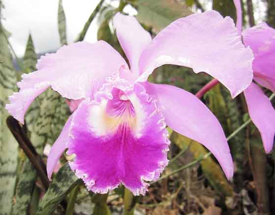 カトレアはラン科の花です