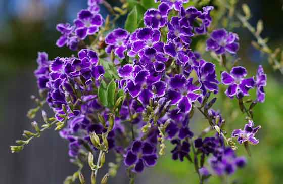 デュランタの植え付けは４ ５月 季節の花 熱帯植物 イパネマおやじ ハーブとバラ 育てる楽しさは１株から心と風景が豊かになる夢の時間