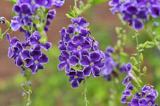 デュランタの植え付けは４ ５月 季節の花 熱帯植物 イパネマおやじ ハーブとバラ 育てる楽しさは１株から心と風景が豊かになる夢の時間