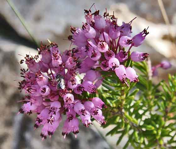 エリカは多くの品種があり１年中花を咲かせる 季節の花 庭木 イパネマおやじ ハーブとバラ 育てる楽しさは１株から心と風景が豊かになる夢の時間