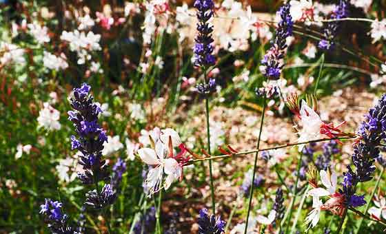 ガウラは開花期が長い花です