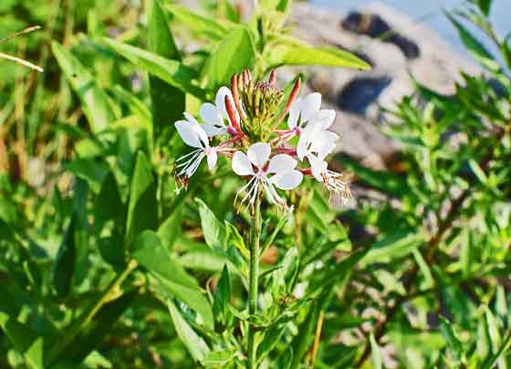 ガウラは多年草です