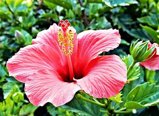 ハイビスカスの植え付け期は４ ５月 季節の花 熱帯植物 イパネマおやじ ハーブとバラ 育てる楽しさは１株から心と風景が豊かになる夢の時間