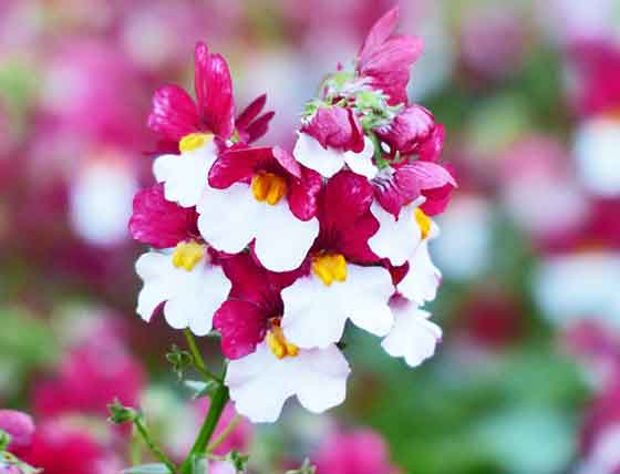 ネメシアの植え付けは３ ４月と秋 季節の花 観賞用の花 イパネマおやじ ハーブとバラ 育てる楽しさは１株から心と風景が豊かになる夢の時間