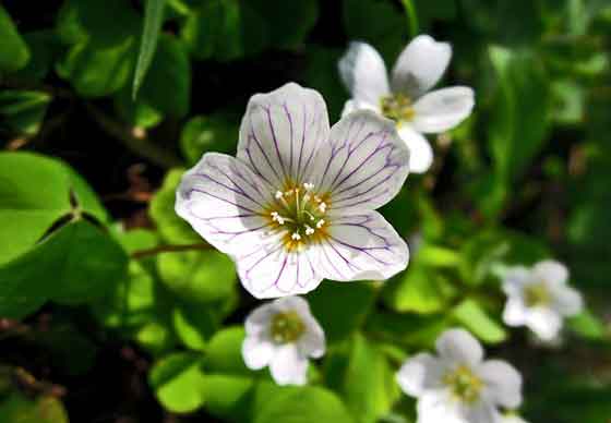 オキザリスは春植えと秋植えがある 季節の花 一年草 多年草 球根性 イパネマおやじ ハーブとバラ 育てる楽しさは１株から心と風景が豊かになる夢の時間