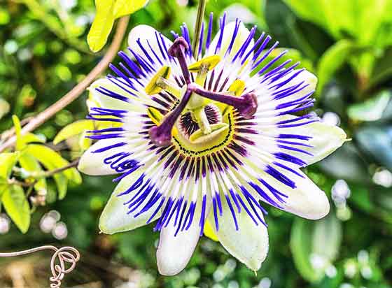 トケイソウの花色は原色が多い