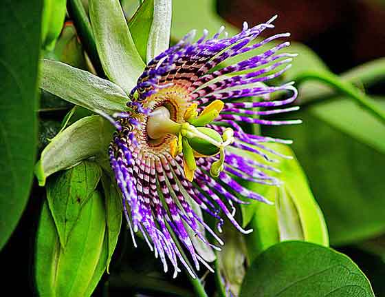 トケイソウの植え付けは４ ６月 季節の花 熱帯植物 イパネマおやじ ハーブとバラ 育てる楽しさは１株から心と風景が豊かになる夢の時間