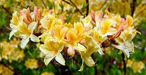 ツツジは初春 ４月まで植え付け期 季節の花 常緑 落葉低木 イパネマおやじ ハーブとバラ 育てる楽しさは１株から心と風景が豊かになる夢の時間