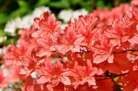 ツツジは初春 ４月まで植え付け期 季節の花 常緑 落葉低木 イパネマおやじ ハーブとバラ 育てる楽しさは１株から心と風景が豊かになる夢の時間