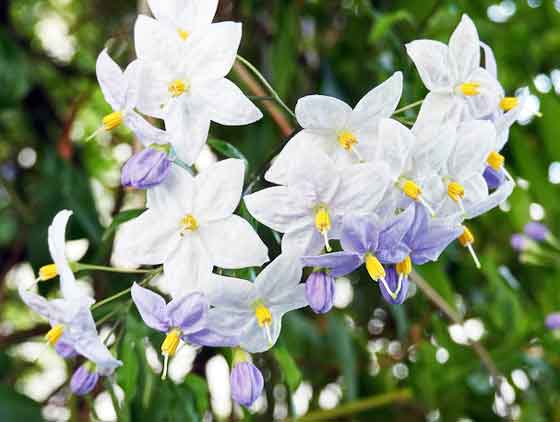 ツルハナナスの植え付けは４月と９月 季節の花 開花期の長い花 イパネマおやじ ハーブとバラ 育てる楽しさは１株から心と風景が豊かになる夢の時間