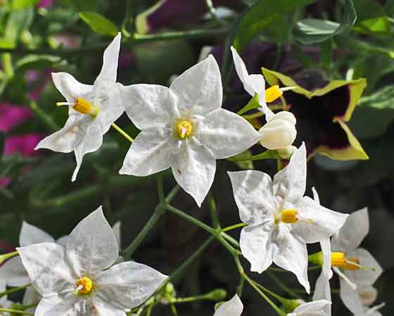 ツルハナナスの植え付けは４月と９月 季節の花 開花期の長い花 イパネマおやじ ハーブとバラ 育てる楽しさは１株から心と風景が豊かになる夢の時間