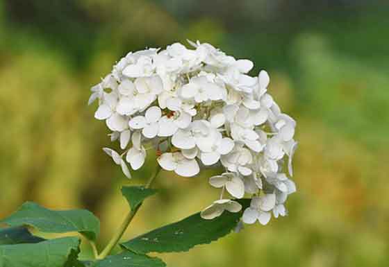 オオデマリは５～６月が開花期