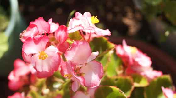 ベゴニア センパフローレンスの植え付け期は４ ６月と秋 季節の花 イパネマおやじ ハーブとバラ 育てる楽しさは１株から心と風景が豊かになる夢の時間