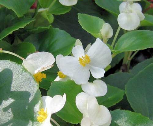 ベゴニア センパフローレンス 季節の草花 ４ ６月と秋が植えつけ時期 イパネマおやじ イパネマおやじ ハーブとバラ 育てる 楽しさは１株から心と風景が豊かになる夢の時間