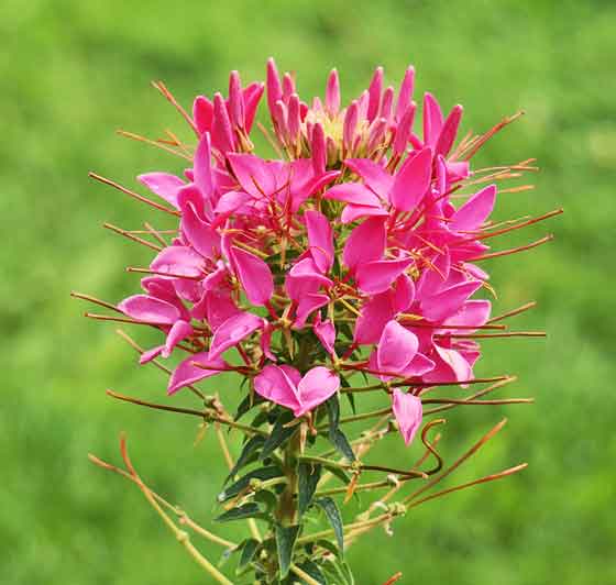 クレオメは春にタネをまく 季節の花 熱帯植物 イパネマおやじ ハーブとバラ 育てる楽しさは１株から心と風景が豊かになる夢の時間