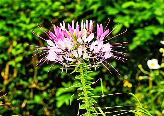 クレオメは春にタネをまく 季節の花 熱帯植物 イパネマおやじ ハーブとバラ 育てる楽しさは１株から心と風景が豊かになる夢の時間