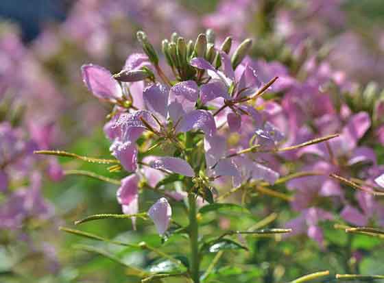 クレオメは春にタネをまく 季節の花 熱帯植物 イパネマおやじ ハーブとバラ 育てる楽しさは１株から心と風景が豊かになる夢の時間