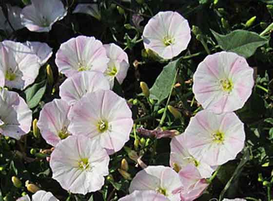 コンボルブルス 季節の花 春から夏に咲く花 イパネマおやじ イパネマおやじ ハーブとバラ 育てる楽しさは１株から心と風景が豊かになる夢の時間